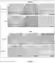 Fig. 05 - NOVEL XENOGRAFT