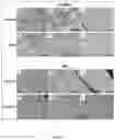 Fig. 07 - NOVEL XENOGRAFT