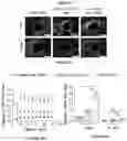 Fig. 11 - Layer by layer coated mesh for local release of bio-active proteins