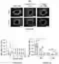 Fig. 12 - Layer by layer coated mesh for local release of bio-active proteins