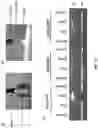 Fig. 22 - Electrospray catheter