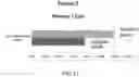 Fig. 25 - Method of repairing age and disease immune dysfunction and cellular senescence with lymphoid stem cells and then re-applying those for therapeutic use