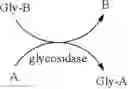 Fig. 07 - Synthesis of oligosaccharides