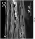 Fig. 27 - Chitosan-graphene oxide membranes