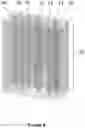 Fig. 09 - NUCLEIC ACID PURIFICATION