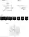 Fig. 15 - Assemblies and processes for producing optical effect layers comprising oriented non-spherical oblate magnetic or magnetizable pigment particles