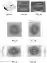 Fig. 15 - Article with curved patterns formed of aligned pigment flakes