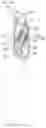 Fig. 10 - Headrest controlling apparatus