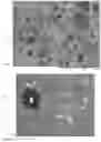 Fig. 02 - Ceramic foam