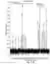 Fig. 32 - NOVEL SYRINGOLIN ANALOGUES AND METHODS OF MAKING AND USING SAME