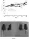 Fig. 13 - RETINOID COMPOUND, PREPARATION METHOD THEREFOR, INTERMEDIATES THEREOF AND APPLICATION THEREOF