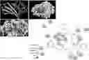 Fig. 01 - Chemical inhibition of the E3 ligase subunit FBXO7 confers neuroprotection and anti-inflammatory activity by stabilizing mitochondria