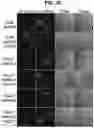 Fig. 06 - Chemical inhibition of the E3 ligase subunit FBXO7 confers neuroprotection and anti-inflammatory activity by stabilizing mitochondria