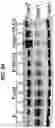 Fig. 10 - Chemical inhibition of the E3 ligase subunit FBXO7 confers neuroprotection and anti-inflammatory activity by stabilizing mitochondria
