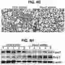 Fig. 13 - Chemical inhibition of the E3 ligase subunit FBXO7 confers neuroprotection and anti-inflammatory activity by stabilizing mitochondria