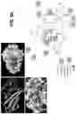 Fig. 14 - Chemical inhibition of the E3 ligase subunit FBXO7 confers neuroprotection and anti-inflammatory activity by stabilizing mitochondria