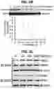 Fig. 15 - Chemical inhibition of the E3 ligase subunit FBXO7 confers neuroprotection and anti-inflammatory activity by stabilizing mitochondria