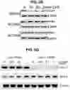 Fig. 16 - Chemical inhibition of the E3 ligase subunit FBXO7 confers neuroprotection and anti-inflammatory activity by stabilizing mitochondria
