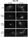 Fig. 23 - Chemical inhibition of the E3 ligase subunit FBXO7 confers neuroprotection and anti-inflammatory activity by stabilizing mitochondria