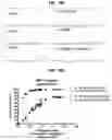 Fig. 29 - Oligosaccharide-protein conjugates