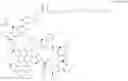 Fig. 438 - Immunomodulators