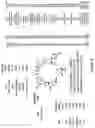 Fig. 04 - Cyclic peptides multimers targeting alpha-4-beta-7 integrin