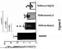 Fig. 11 - Cyclic peptides multimers targeting alpha-4-beta-7 integrin