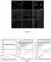 Fig. 03 - Mutated glycoprotein of vesicular stomatitis virus