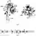 Fig. 05 - Mutated glycoprotein of vesicular stomatitis virus