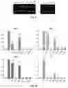 Fig. 10 - Mutated glycoprotein of vesicular stomatitis virus