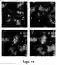 Fig. 11 - Mutated glycoprotein of vesicular stomatitis virus