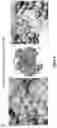 Fig. 08 - Peptides for treatment and prevention of hyperglycaemia