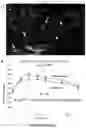 Fig. 13 - Peptides for treatment and prevention of hyperglycaemia