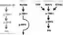 Fig. 01 - NUCLEIC ACIDS THAT MANIPULATE IMMUNE PATHWAYS