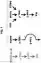Fig. 02 - NUCLEIC ACIDS THAT MANIPULATE IMMUNE PATHWAYS