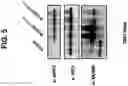 Fig. 06 - NUCLEIC ACIDS THAT MANIPULATE IMMUNE PATHWAYS