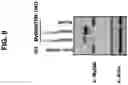 Fig. 09 - NUCLEIC ACIDS THAT MANIPULATE IMMUNE PATHWAYS