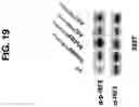 Fig. 20 - NUCLEIC ACIDS THAT MANIPULATE IMMUNE PATHWAYS