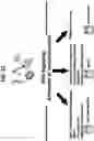 Fig. 23 - NUCLEIC ACIDS THAT MANIPULATE IMMUNE PATHWAYS