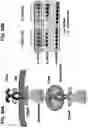 Fig. 37 - NUCLEIC ACIDS THAT MANIPULATE IMMUNE PATHWAYS
