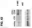 Fig. 44 - NUCLEIC ACIDS THAT MANIPULATE IMMUNE PATHWAYS