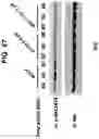 Fig. 48 - NUCLEIC ACIDS THAT MANIPULATE IMMUNE PATHWAYS