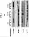 Fig. 55 - NUCLEIC ACIDS THAT MANIPULATE IMMUNE PATHWAYS