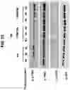 Fig. 56 - NUCLEIC ACIDS THAT MANIPULATE IMMUNE PATHWAYS