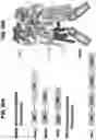 Fig. 59 - NUCLEIC ACIDS THAT MANIPULATE IMMUNE PATHWAYS