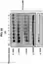 Fig. 60 - NUCLEIC ACIDS THAT MANIPULATE IMMUNE PATHWAYS