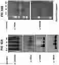 Fig. 63 - NUCLEIC ACIDS THAT MANIPULATE IMMUNE PATHWAYS