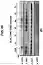 Fig. 67 - NUCLEIC ACIDS THAT MANIPULATE IMMUNE PATHWAYS