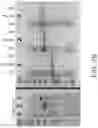 Fig. 05 - Fusion Tags For Recombinant Protein Expression