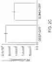 Fig. 06 - Fusion Tags For Recombinant Protein Expression